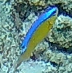 Chrysiptera unimaculata