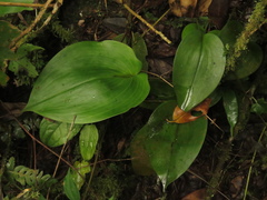 Pleurothallis phalangifera