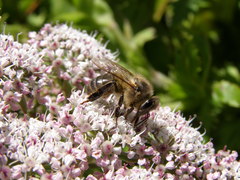 Daucus decipiens image