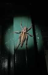 Balboana tibialis
