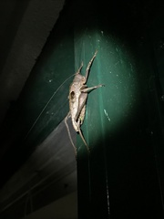Balboana tibialis