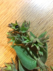 Mirabilis tenuiloba
