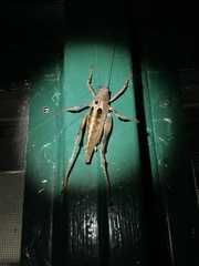 Balboana tibialis