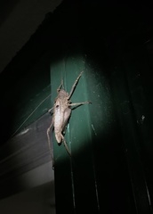 Balboana tibialis