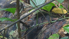 Cantorchilus semibadius