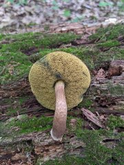 Boletellus chrysenteroides