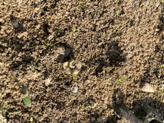 Indoplanorbis exustus