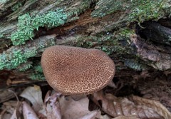 Boletellus chrysenteroides