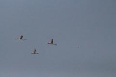 Threskiornis melanocephalus