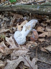 Hypomyces melanocarpus