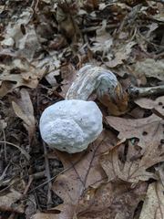 Hypomyces melanocarpus