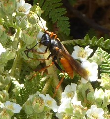 Sphex ashmeadi