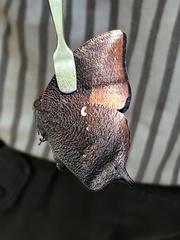 Charaxinae