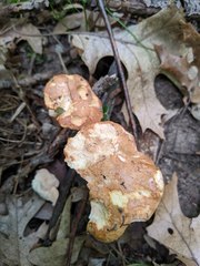 Hydnum subolympicum