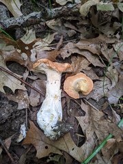 Hydnum subolympicum