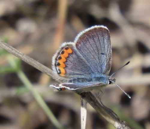 Acmon Blue photo 5