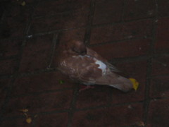 Columba livia domestica
