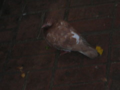 Columba livia domestica