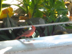 Cardinalis cardinalis