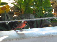 Cardinalis cardinalis