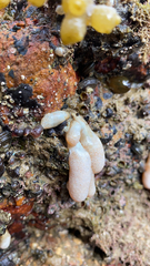Eudistoma elongatum