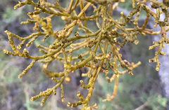 Arceuthobium divaricatum