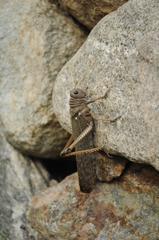 Tropidacris collaris