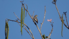 Carpodectes antoniae