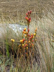 Gentianella hyssopifolia