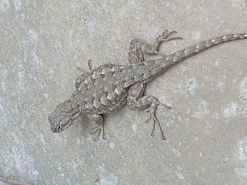 iNaturalist observation photo of Western Fence Lizard