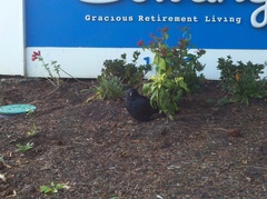 Corvus brachyrhynchos