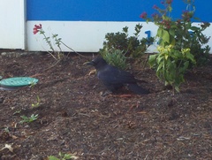 Corvus brachyrhynchos