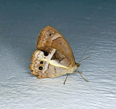 Posttaygetis penelea