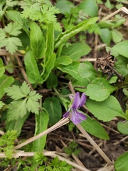 Viola philippica