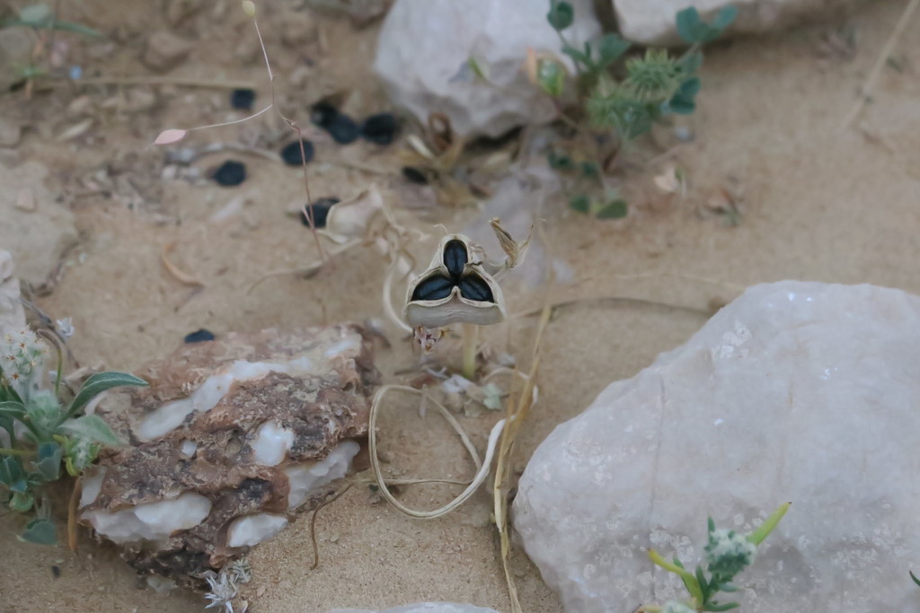 Dipcadi biflorum