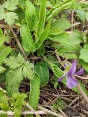 Viola philippica