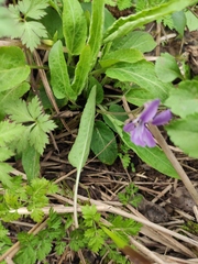 Viola philippica