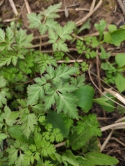 Corydalis incisa