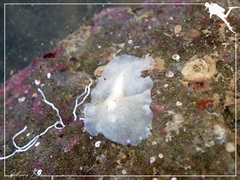 Pericelis