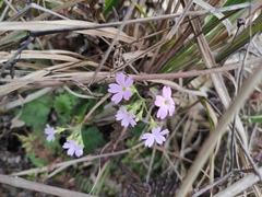 Primula obconica