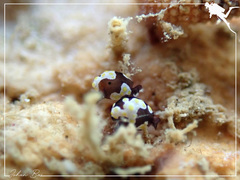 Colpodaspis thompsoni