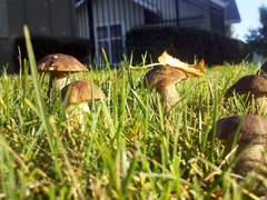 Leccinum scabrum