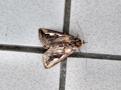 Didugua argentilinea