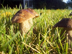Leccinum scabrum