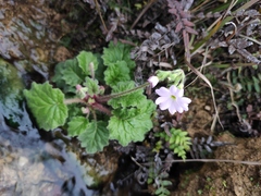 Primula obconica