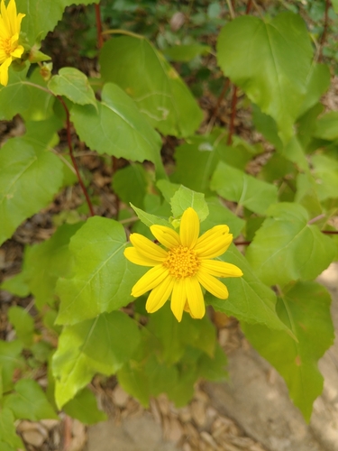 iNaturalist observation photo of canyon sunflower