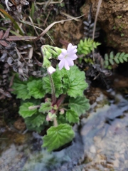 Primula obconica