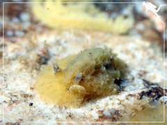 Sclerodoris apiculata