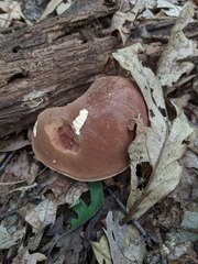 Tylopilus ferrugineus