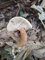 Tylopilus ferrugineus